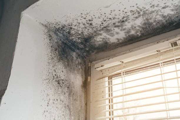 Affordable Mold Cleanup solutions in Grantville, GA